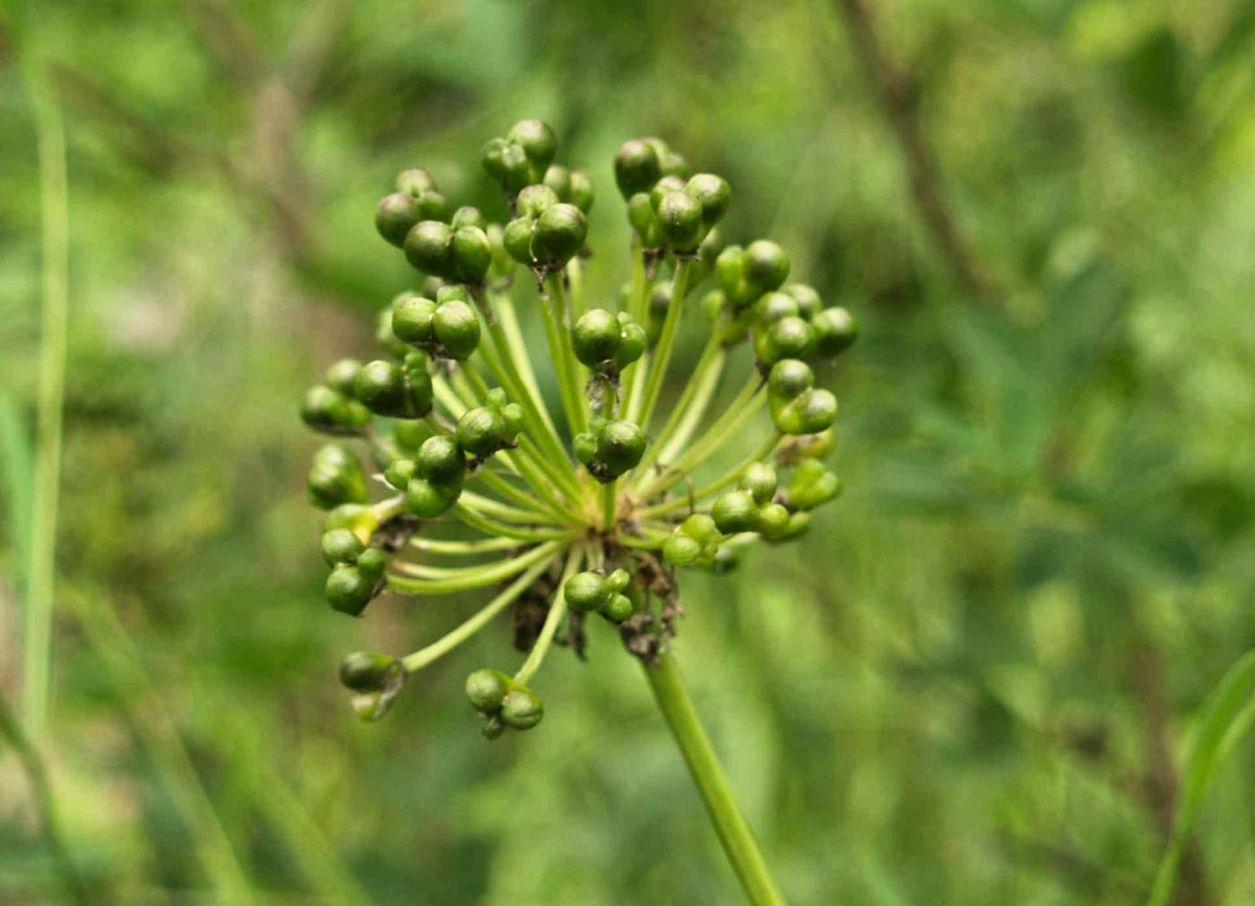 Leek, Alpine fruit